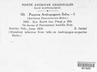 Puccinia andropogonis image